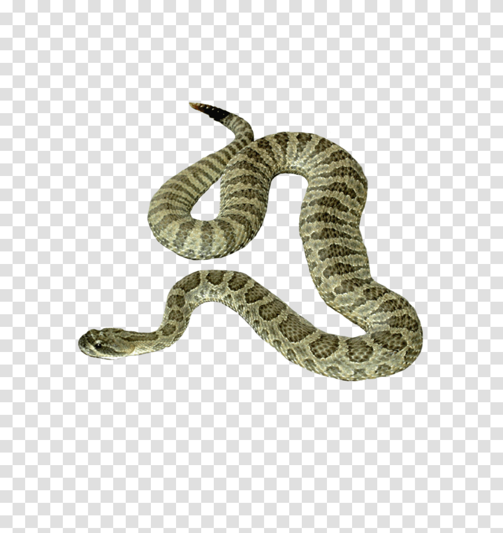 Snake 1 Image Snake, Reptile, Animal, Rattlesnake Transparent Png