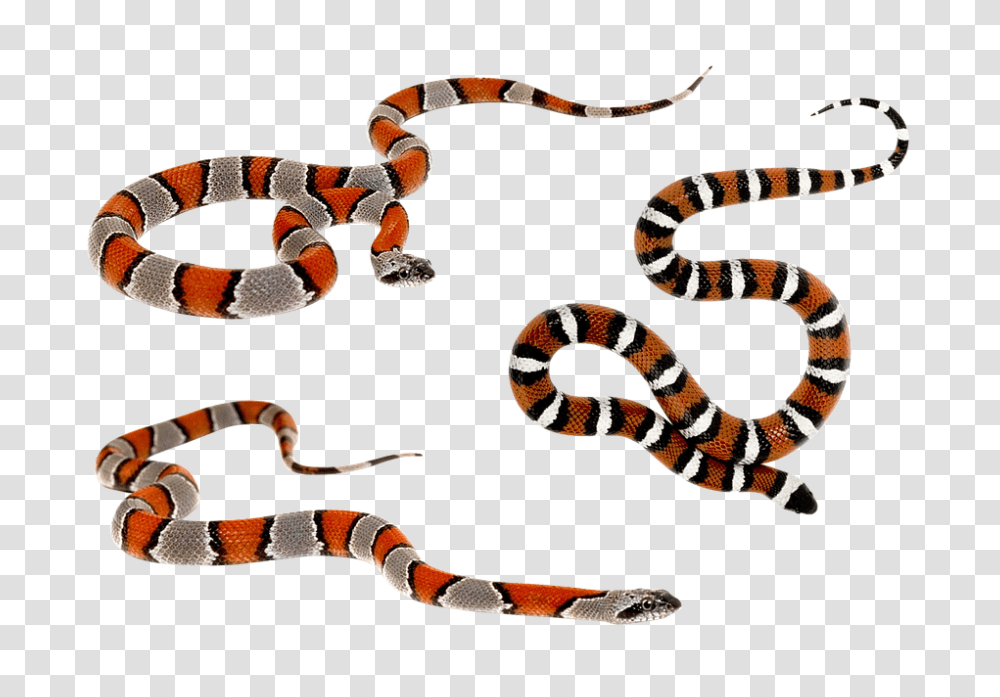 Snake 960, Animals, King Snake, Reptile, Bracelet Transparent Png