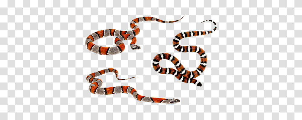 Snake Animals, King Snake, Reptile, Bracelet Transparent Png