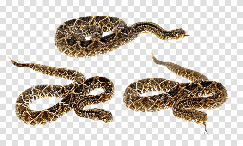 Snake 960, Animals, Rattlesnake, Reptile Transparent Png