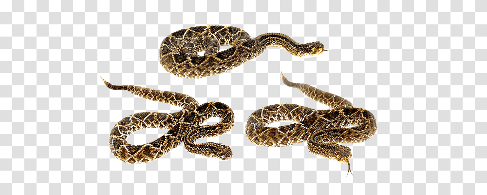 Snake Rattlesnake, Reptile, Animal Transparent Png