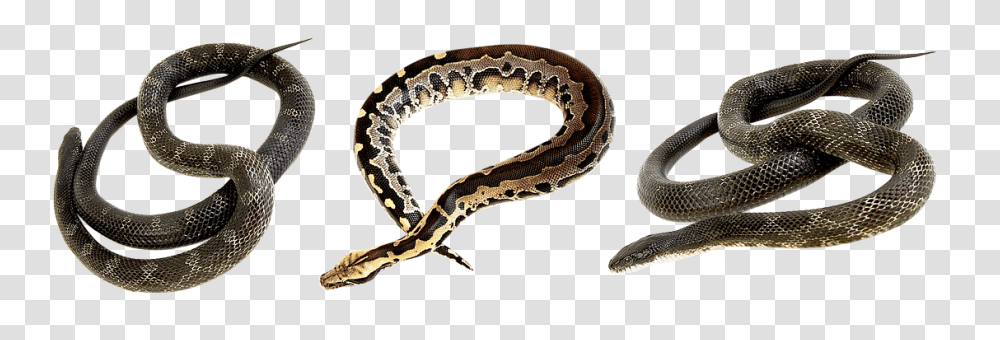 Snake Animals, Reptile, Anaconda, Rock Python Transparent Png