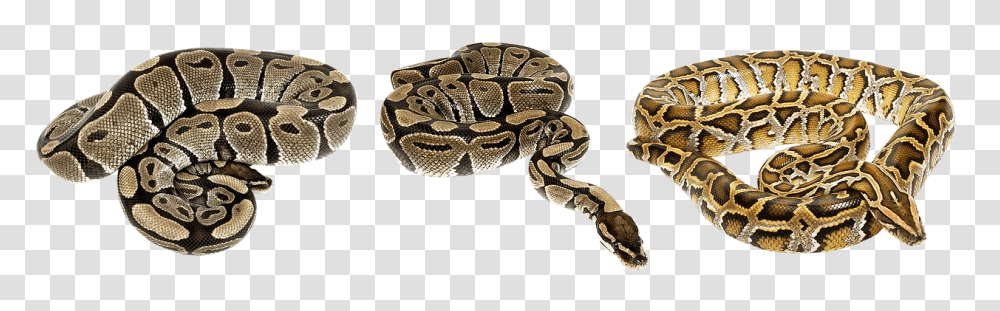 Snake Reptile, Animal, Rock Python, Anaconda Transparent Png