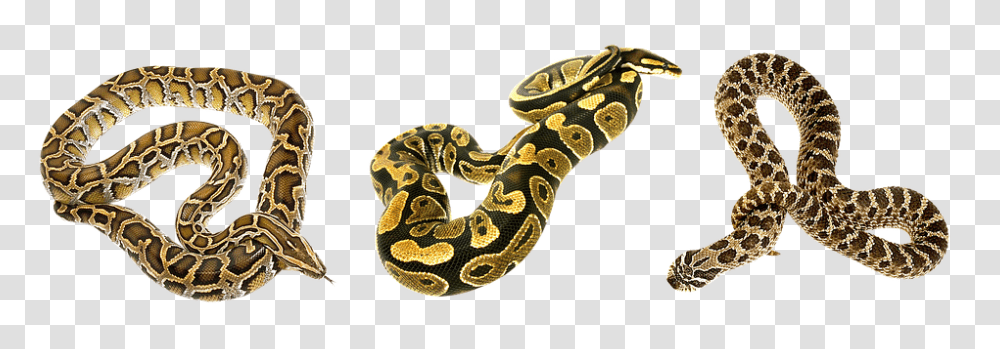 Snake 960, Animals, Rock Python, Reptile, Anaconda Transparent Png