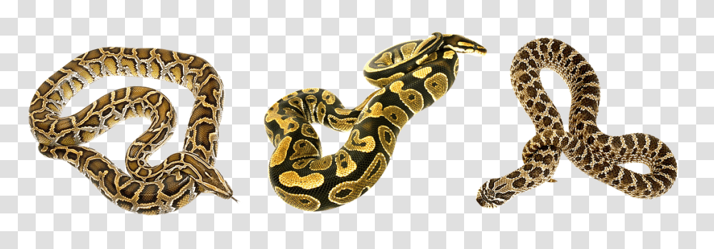 Snake Animal, Reptile, Rock Python, Anaconda Transparent Png