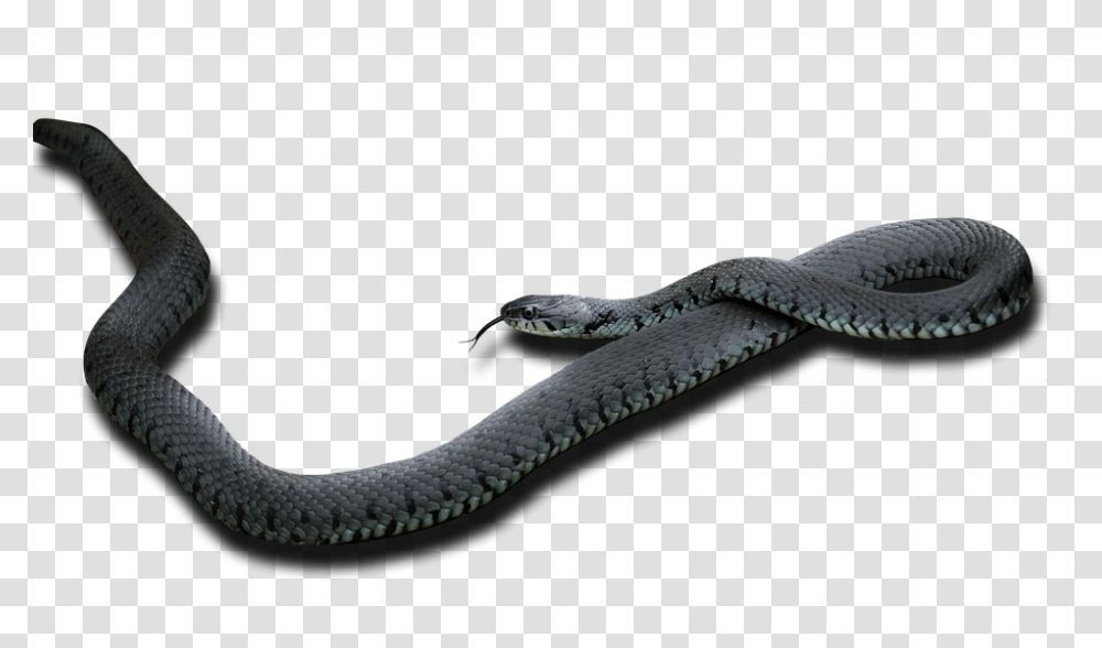 Snake 960, Animals, Reptile, Cobra Transparent Png