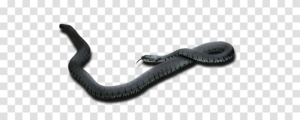 Snake Nature, Reptile, Animal, Cobra Transparent Png