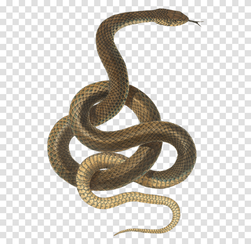 Snake 4 Image Background Snake Clipart, Reptile, Animal, King Snake, Cobra Transparent Png