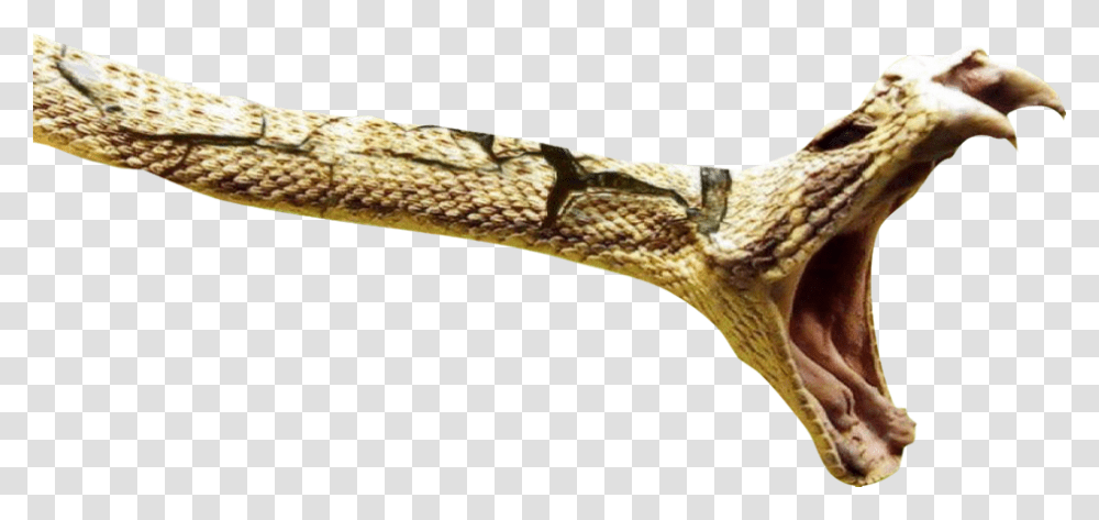 Snake About To Strike, Reptile, Animal, Rattlesnake, Dinosaur Transparent Png
