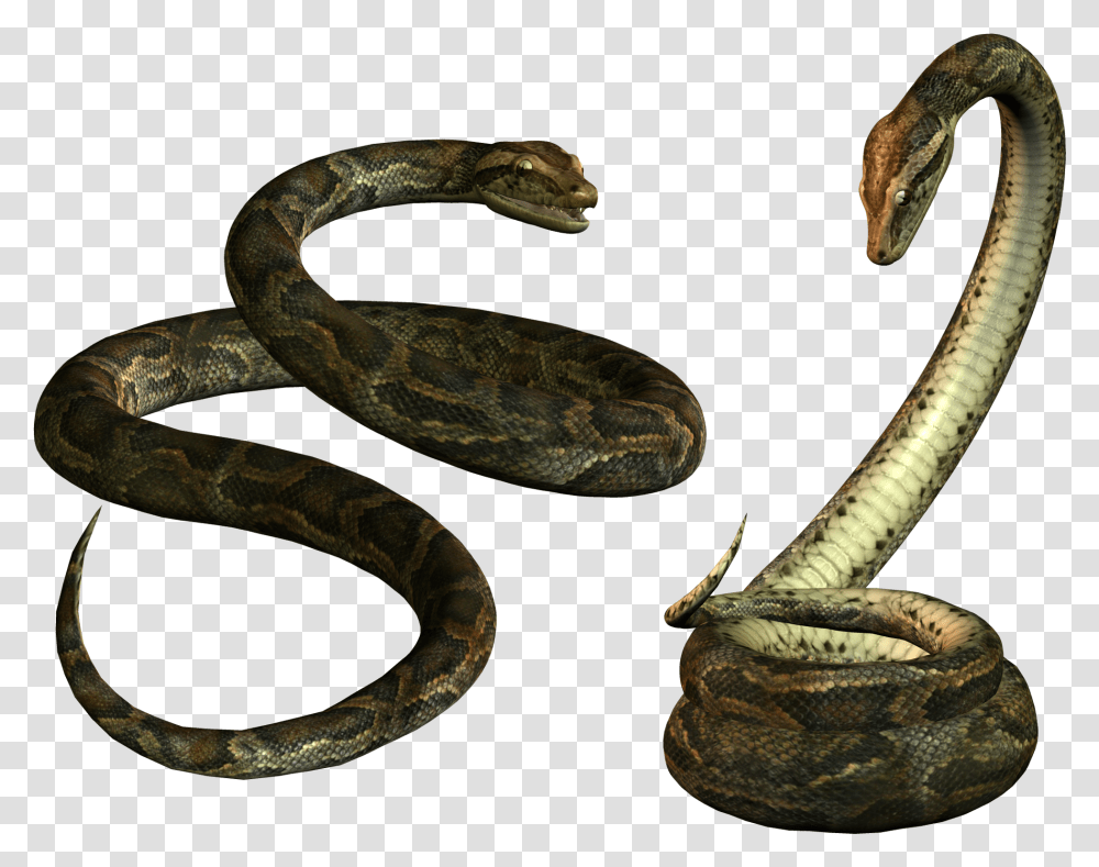 Snake Alpha Channel Clipart Images Background Snake, Reptile, Animal, Anaconda, Cobra Transparent Png