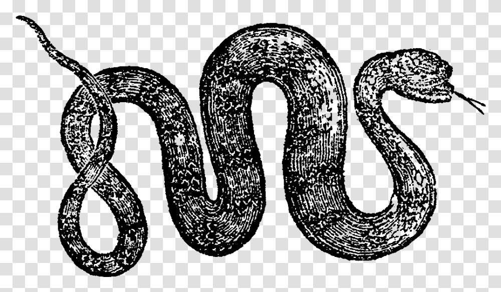 Snake, Alphabet, Outdoors Transparent Png