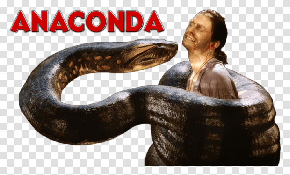 Snake, Anaconda, Reptile, Animal, Person Transparent Png
