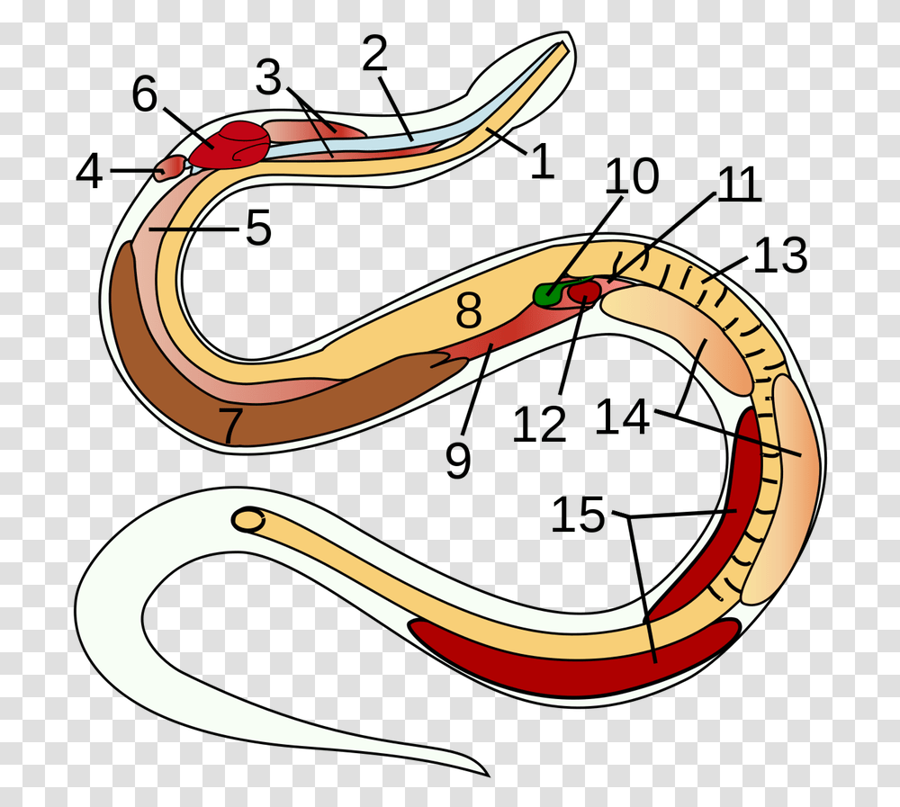 Snake Anatomy, Path, Label, Banana Transparent Png