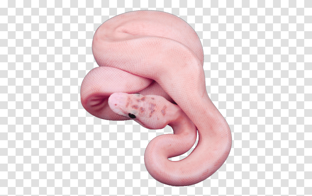 Snake Animal And Pink Image Aesthetic Snake, Skin, Person, Human, Hand Transparent Png