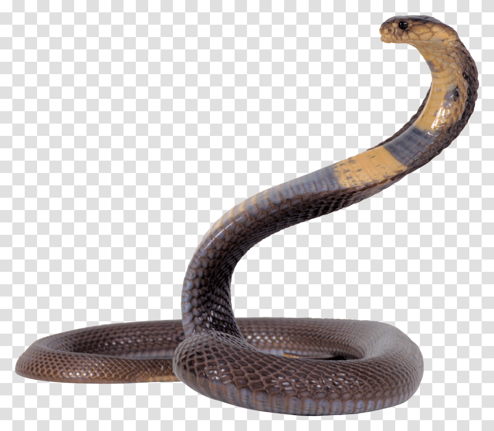 Snake, Animals, Cobra, Reptile Transparent Png