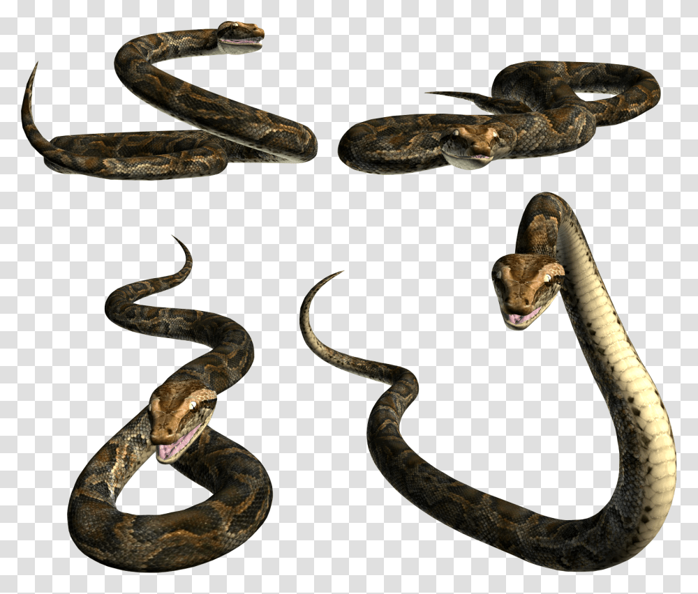 Snake, Animals, Reptile, Anaconda, Bird Transparent Png