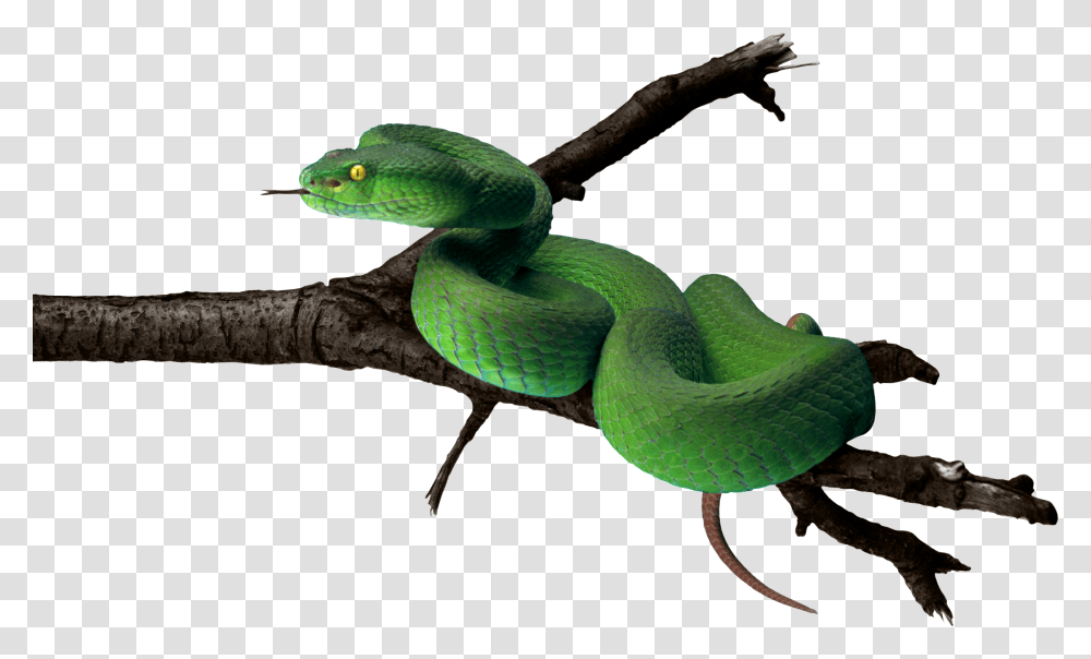 Snake, Animals, Reptile, Bird, Green Snake Transparent Png