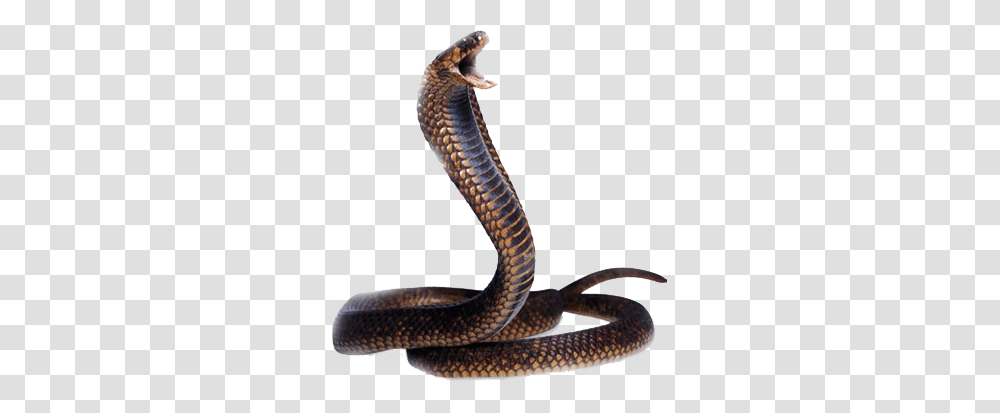 Snake, Animals, Reptile, Cobra Transparent Png