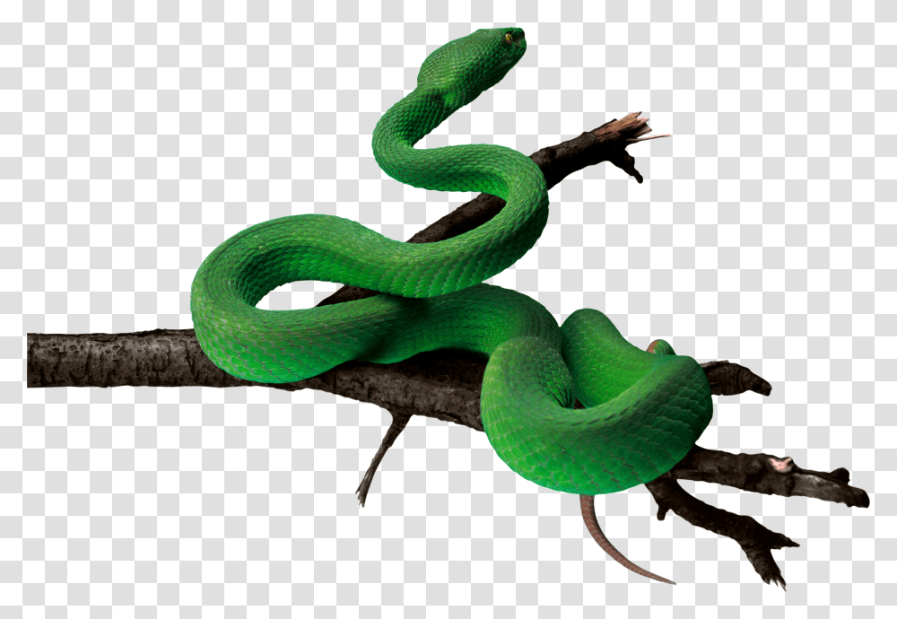 Snake, Animals, Reptile, Green Snake, Lizard Transparent Png