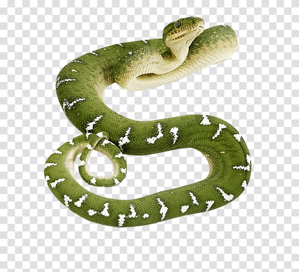 Snake, Animals, Reptile, Green Snake Transparent Png