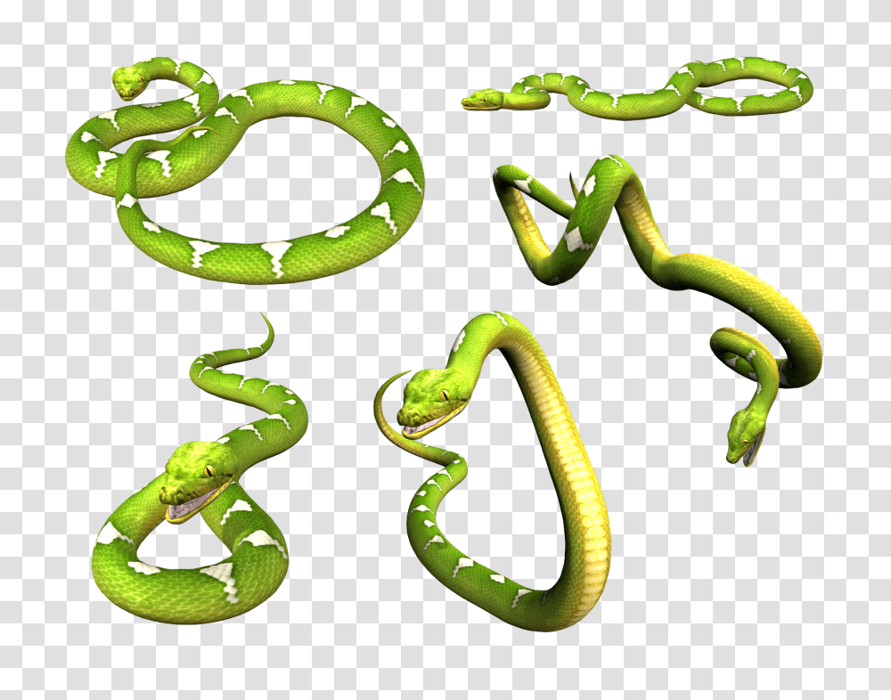 Snake, Animals, Reptile, Green Snake Transparent Png