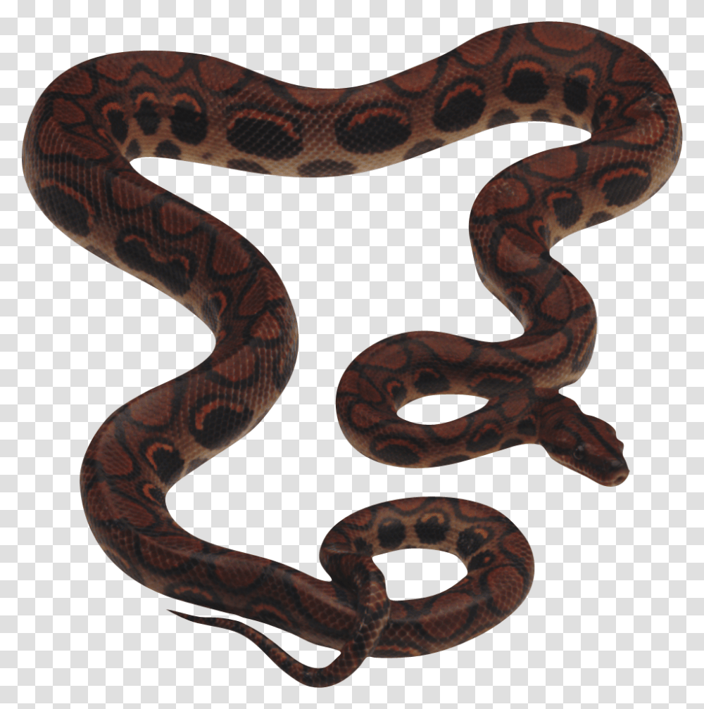 Snake, Animals, Reptile, King Snake, Anaconda Transparent Png