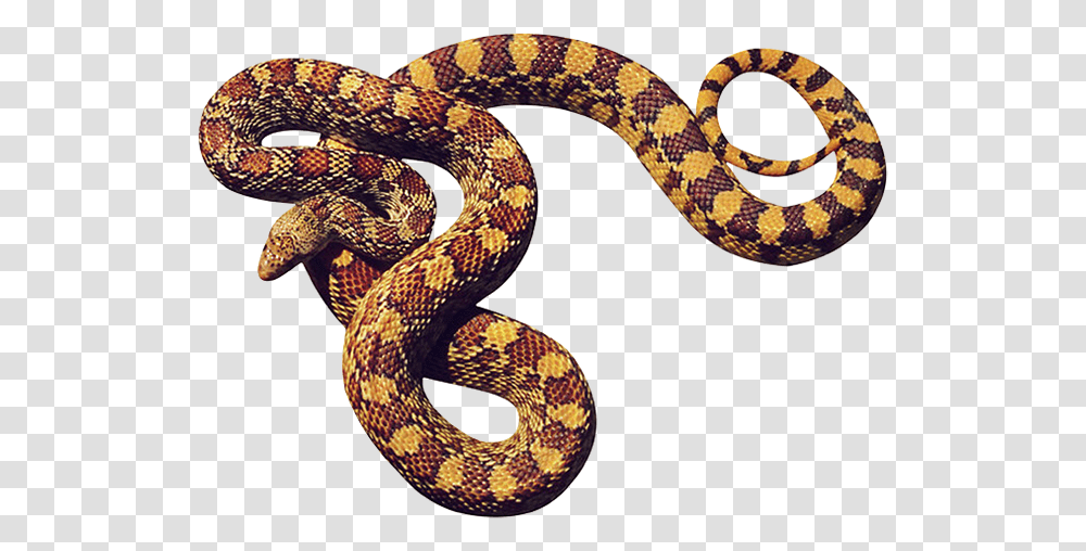 Snake, Animals, Reptile, King Snake Transparent Png