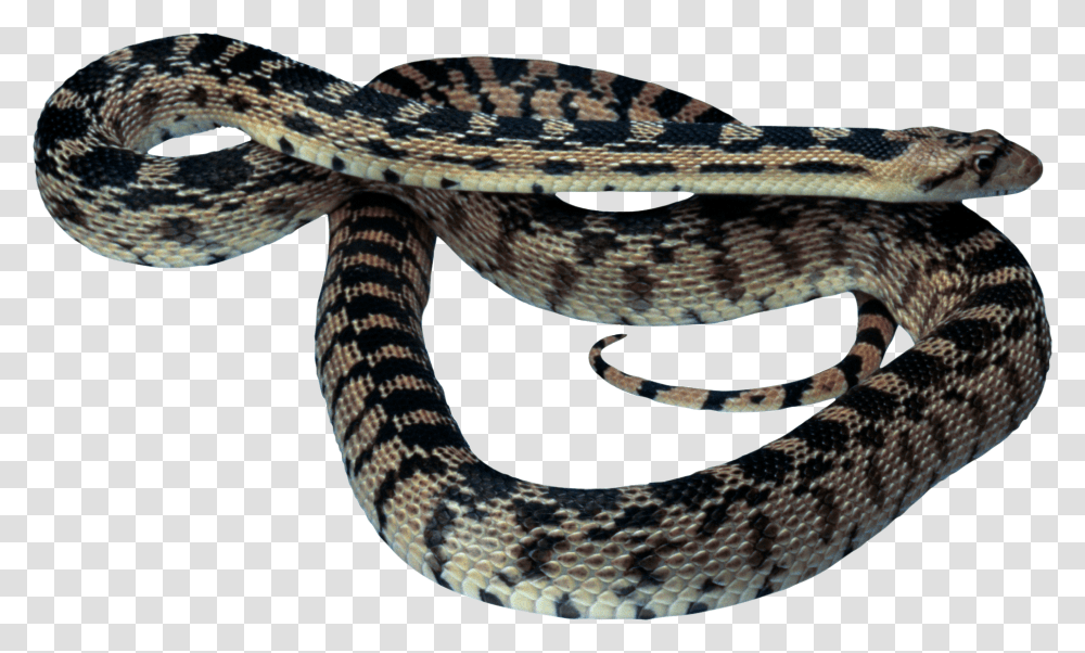 Snake, Animals, Reptile, Rattlesnake, King Snake Transparent Png
