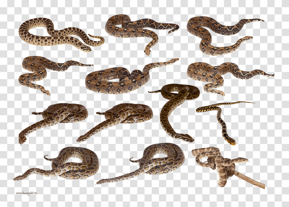 Snake, Animals, Reptile, Rattlesnake, Rock Python Transparent Png