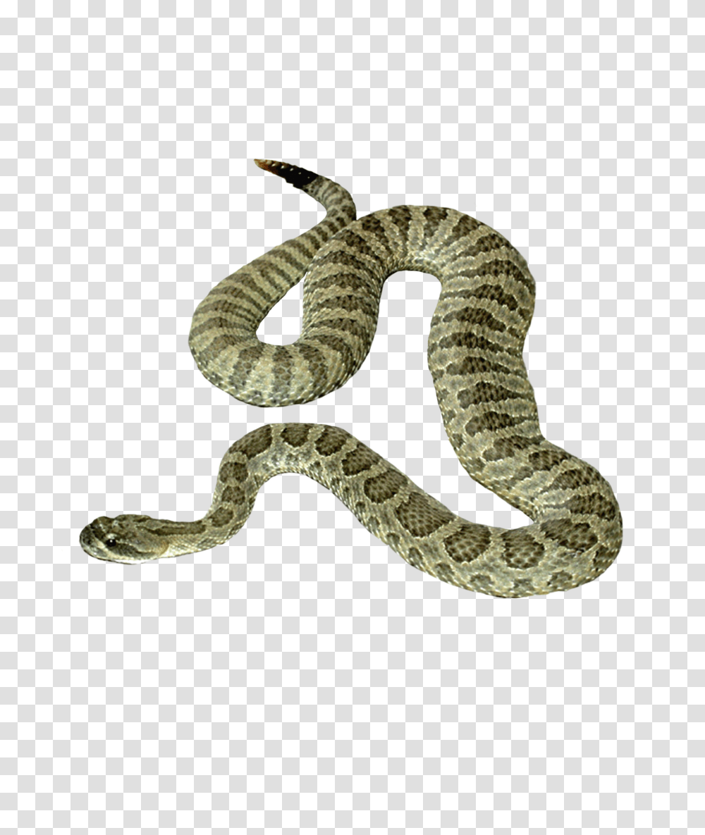 Snake, Animals, Reptile, Rattlesnake Transparent Png