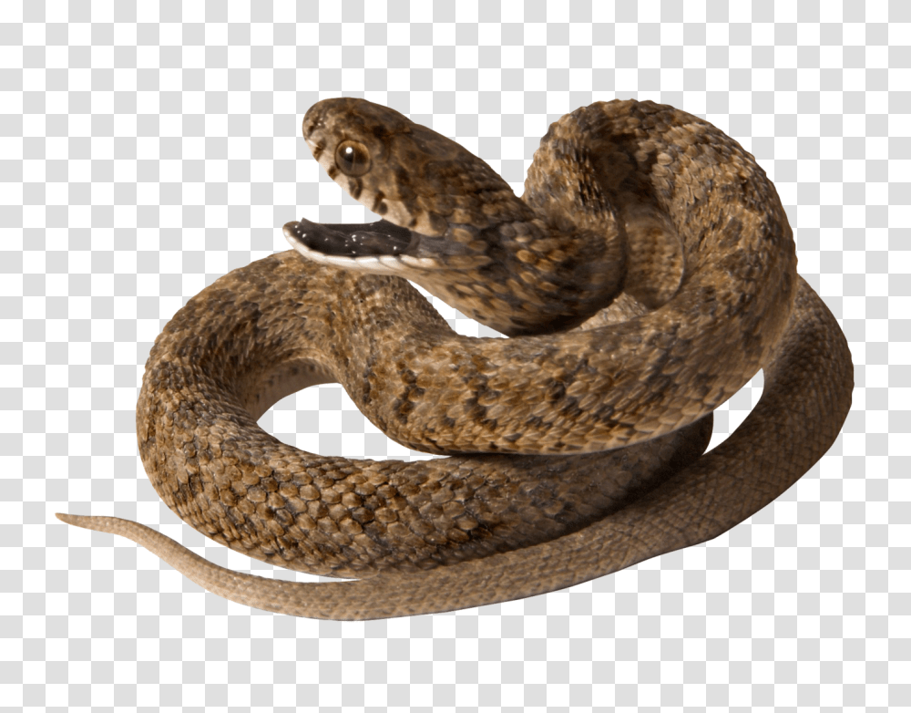 Snake, Animals, Reptile, Rattlesnake Transparent Png