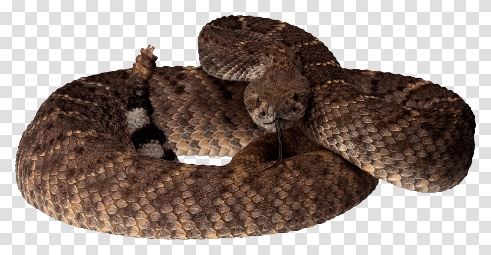 Snake, Animals, Reptile, Rattlesnake Transparent Png
