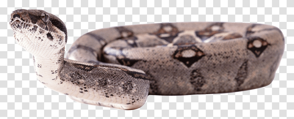 Snake, Animals, Reptile, Rock Python, Anaconda Transparent Png