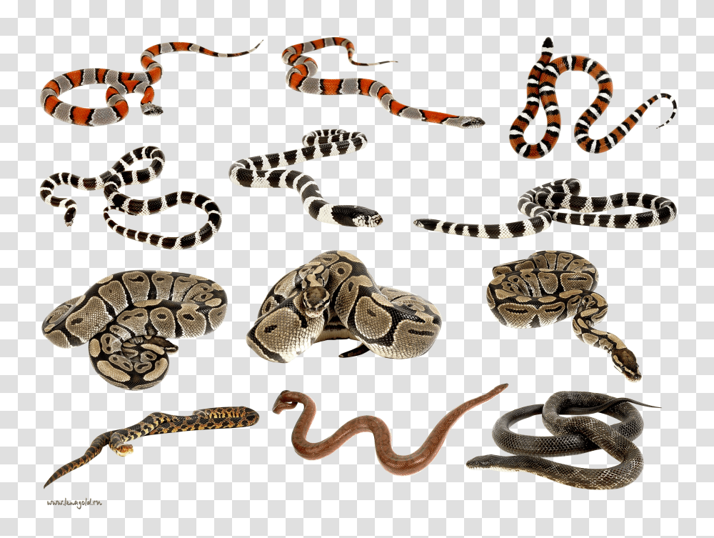 Snake, Animals, Reptile, Rug, Invertebrate Transparent Png