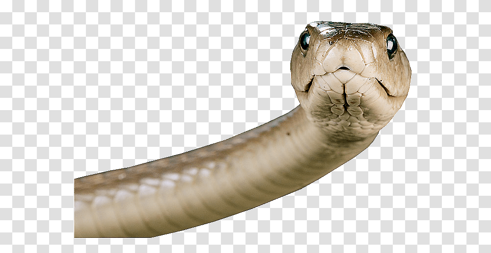 Snake, Animals, Reptile, Tortoise, Turtle Transparent Png