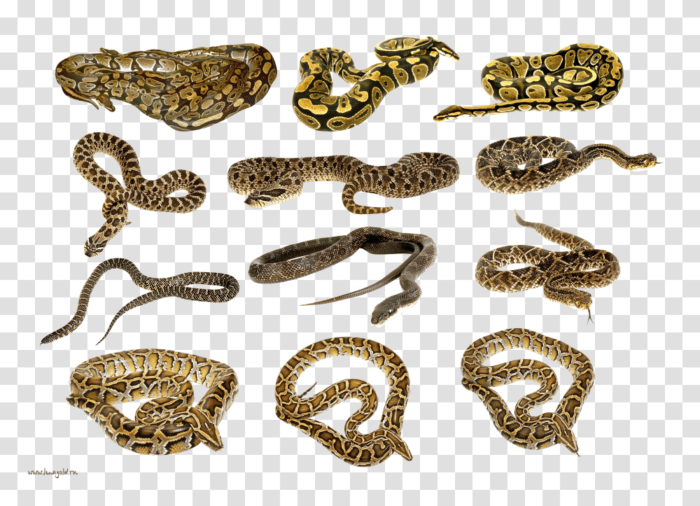 Snake, Animals Transparent Png