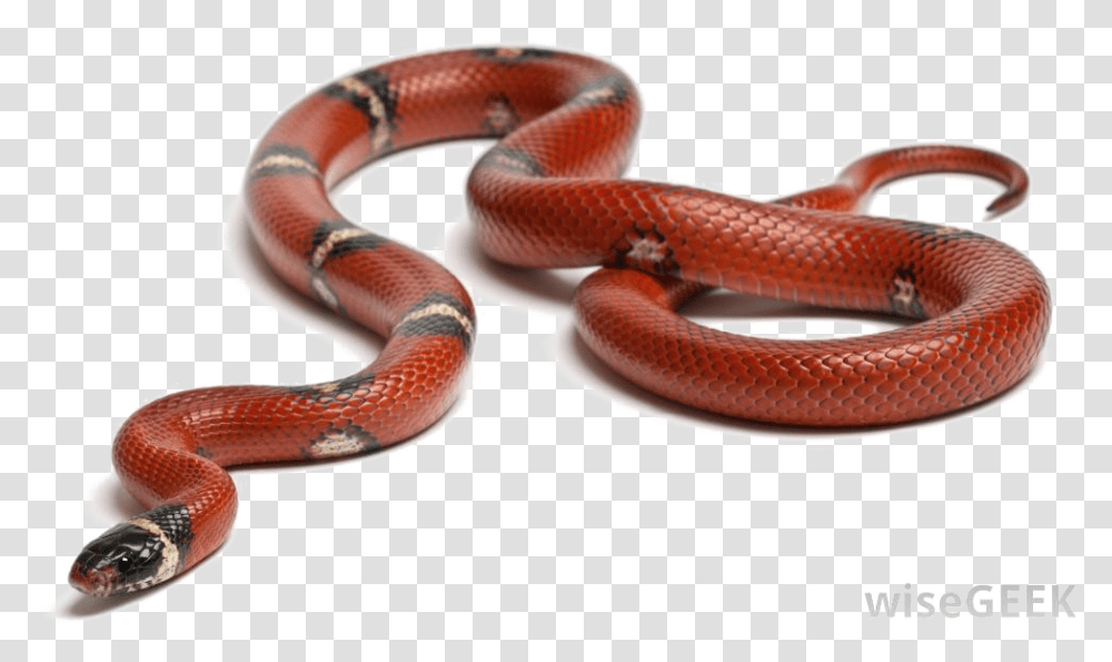 Snake Background Food Chain And Food Web Examples, Reptile, Animal, King Snake Transparent Png