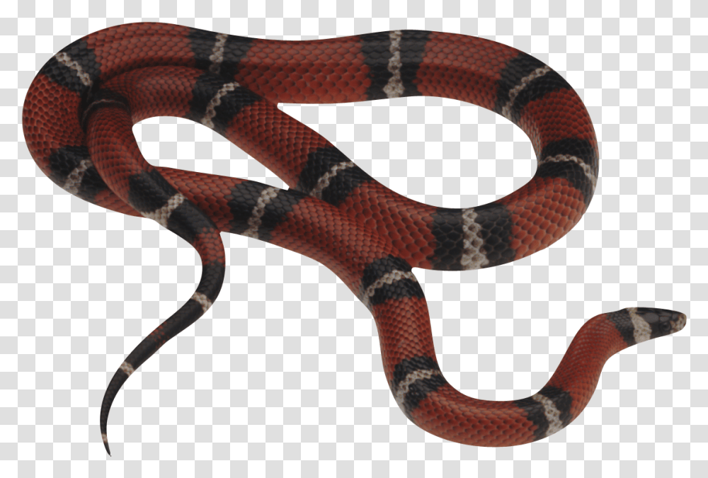 Snake Background Free Snake, Reptile, Animal, King Snake Transparent Png