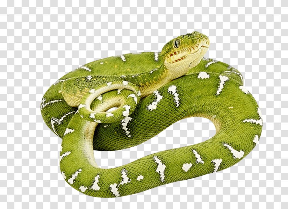 Snake Background Image Green Snake, Reptile, Animal, Lizard Transparent Png
