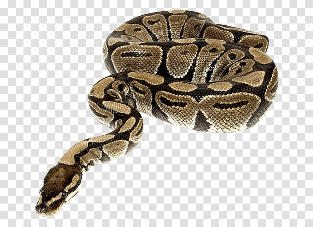 Snake Background, Reptile, Animal, Rock Python, Rattlesnake Transparent Png