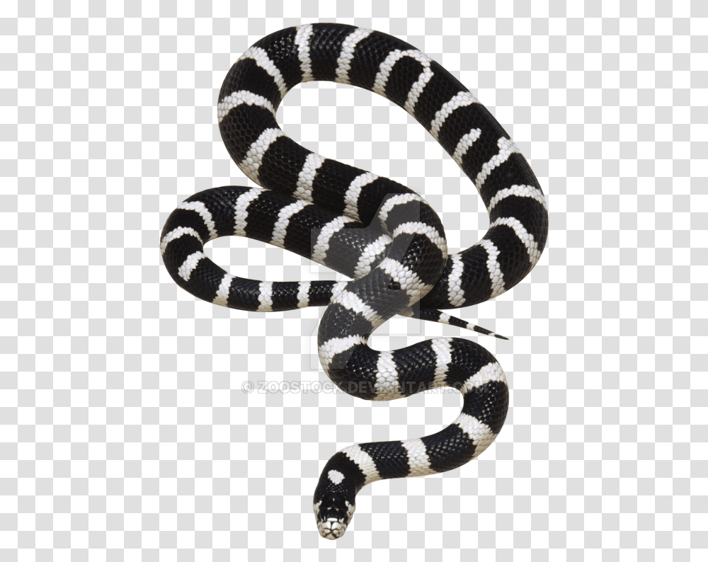 Snake Black And White Snake, King Snake, Reptile, Animal, Bird Transparent Png