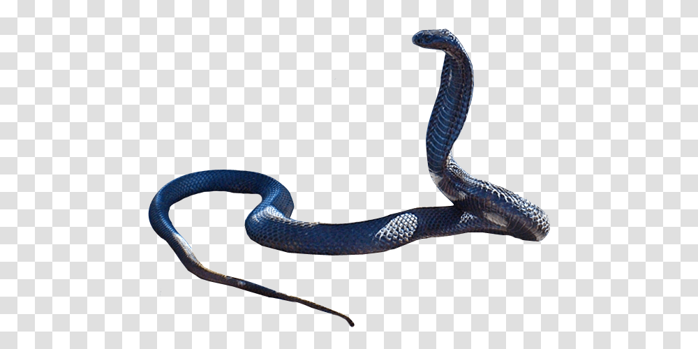 Snake Black Snake, Reptile, Animal, Cobra Transparent Png