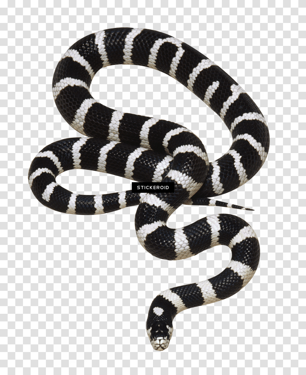 Snake Black Snake, Reptile, Animal, King Snake, Rug Transparent Png