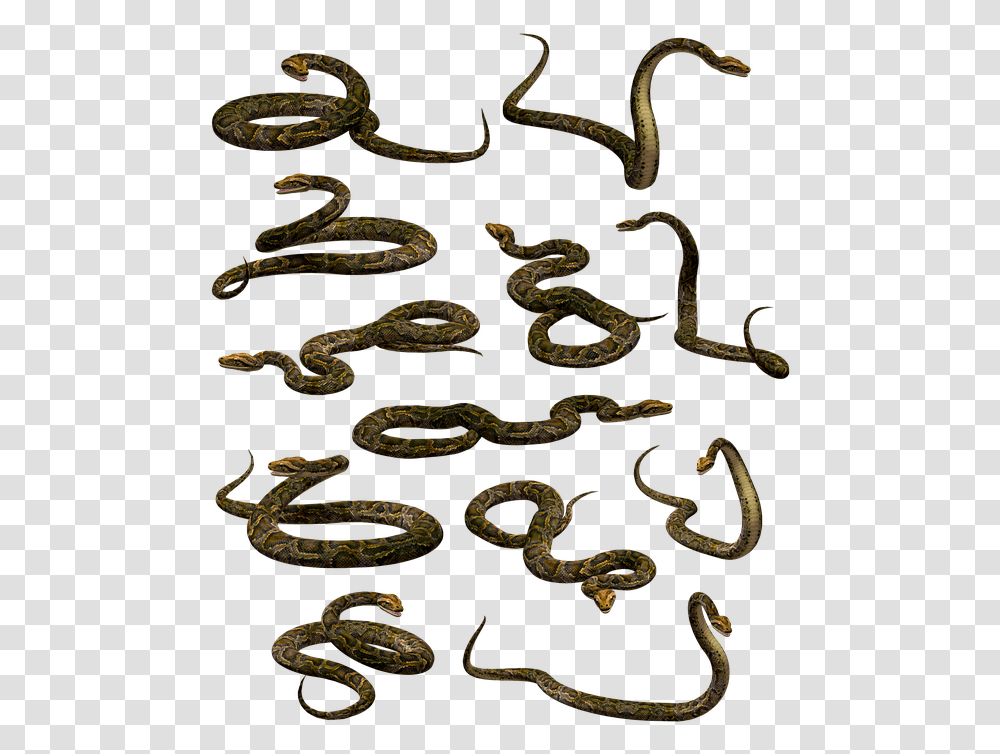 Snake Boa Python Constrictor Reptile Serpent Zmei, Animal, Chain, Path, Pattern Transparent Png