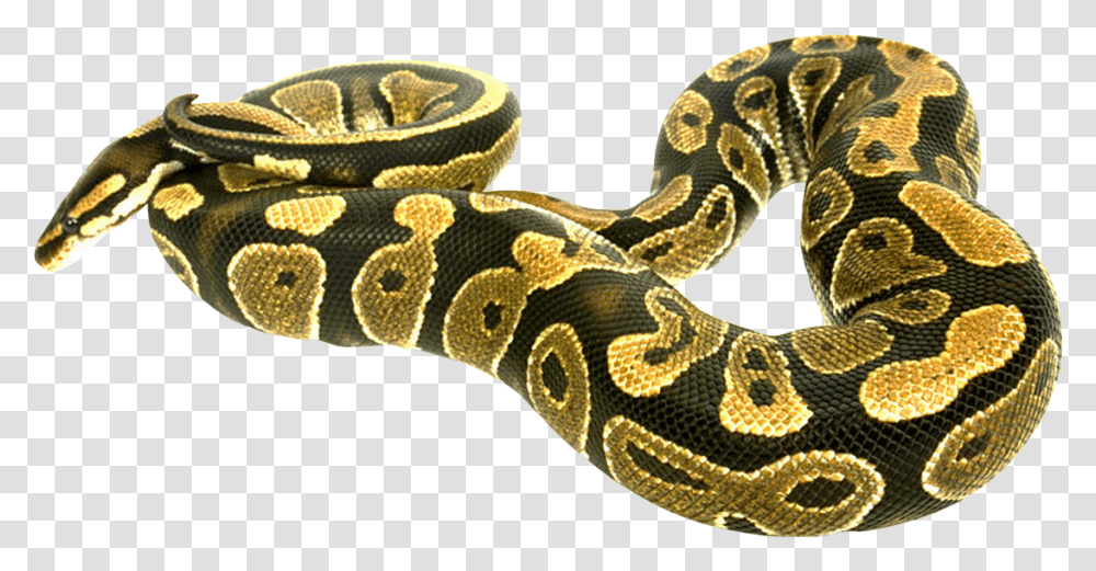 Snake Boa, Reptile, Animal, Anaconda, Rock Python Transparent Png