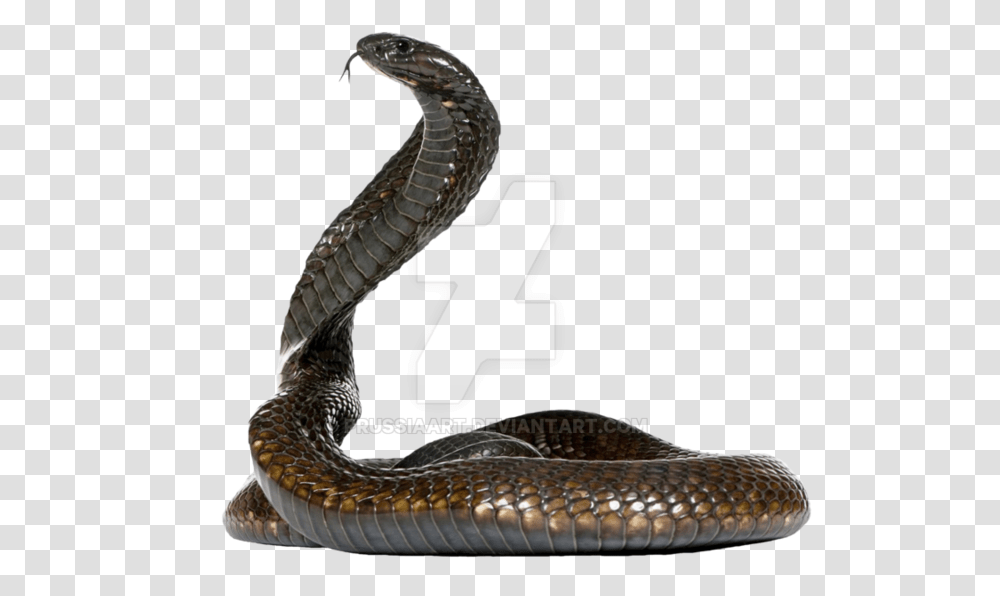 Snake Clipart Snake With No Background, Reptile, Animal, Cobra Transparent Png