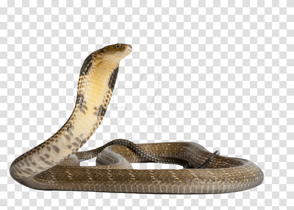 Snake, Cobra, Reptile, Animal Transparent Png