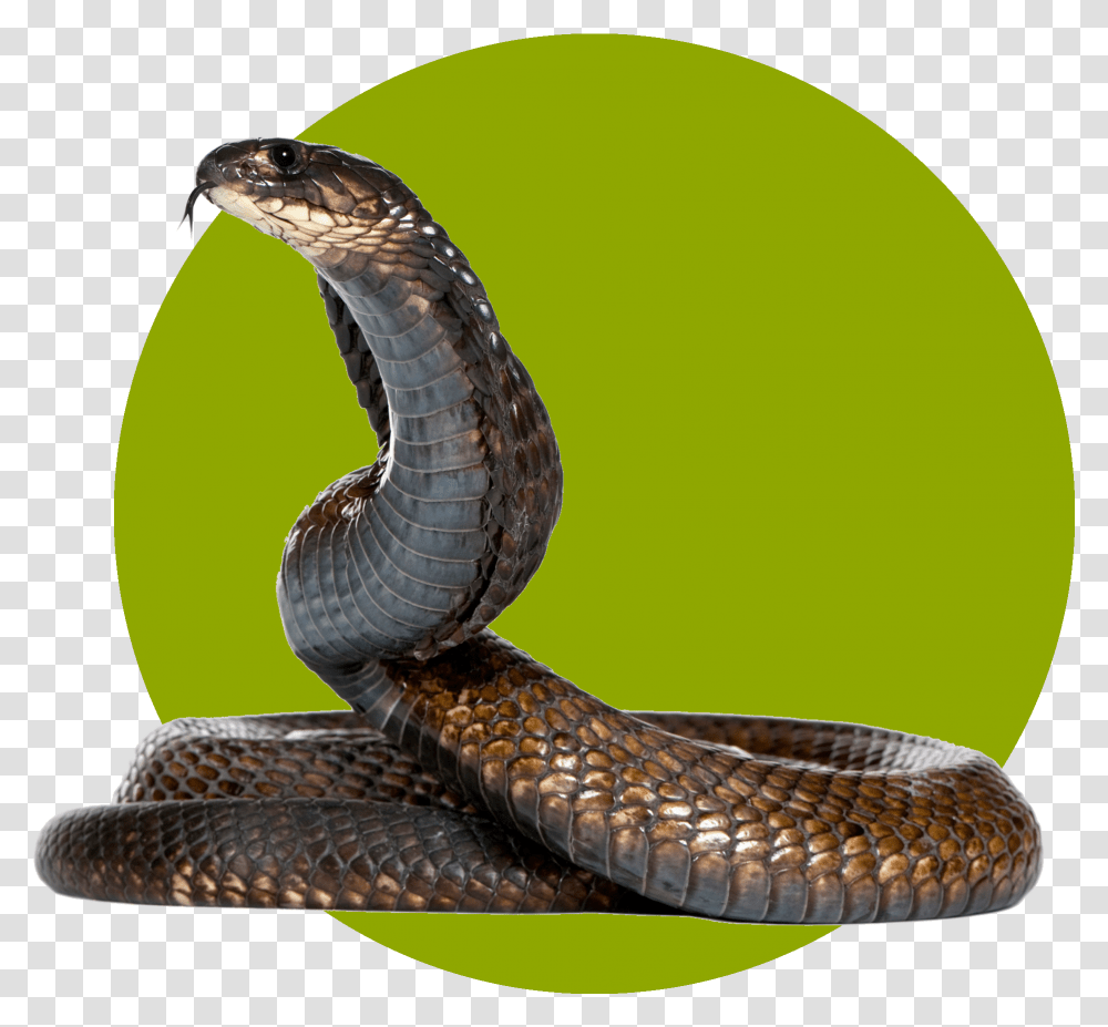 Snake Download Eksotic Animal, Reptile, Cobra Transparent Png