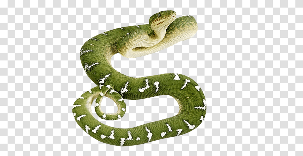 Snake Free Download Green Snake, Reptile, Animal, Rug Transparent Png