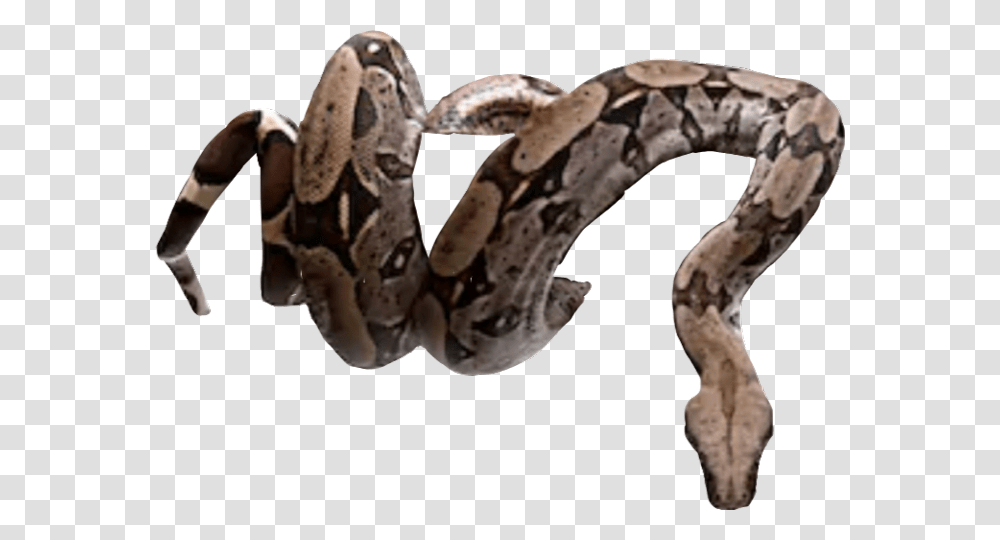 Snake Freetoedit Snake Coiled On Tree, Anaconda, Reptile, Animal, Rock Python Transparent Png